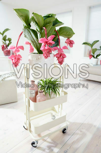 Medinilla magnifica Flamenco