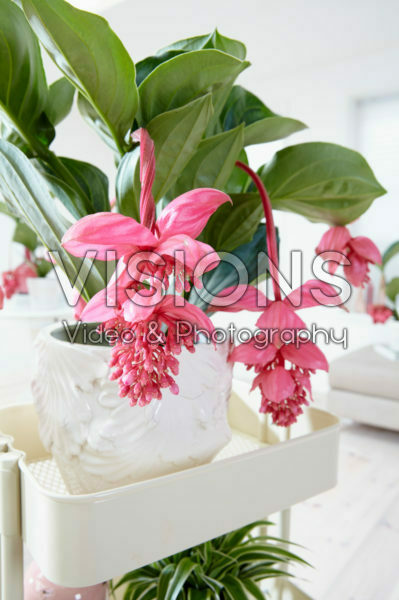 Medinilla magnifica Flamenco