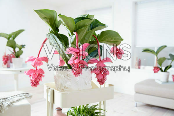 Medinilla magnifica Flamenco