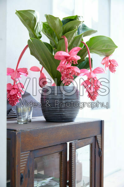 Medinilla magnifica Flamenco