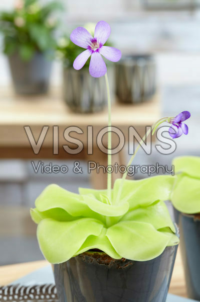 Pinguicula Tina Pinguicula Tina