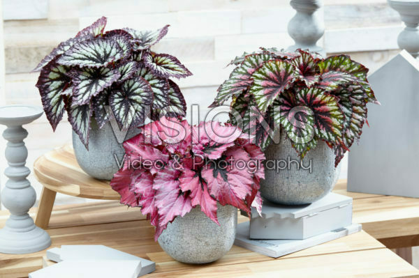 Begonia rex Revolution collectie