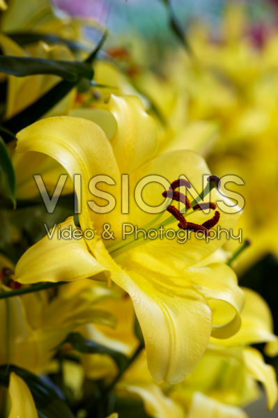 Lilium Altaris Lilium Altaris