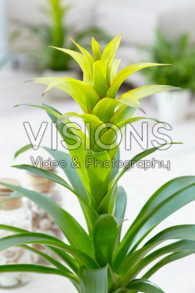 Guzmania Mirador Guzmania Mirador