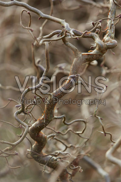 Corylus Red Majestic® Corylus Red Majestic®