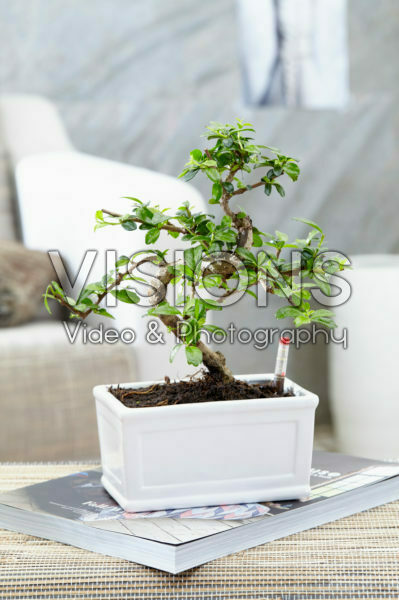 Carmona bonsai