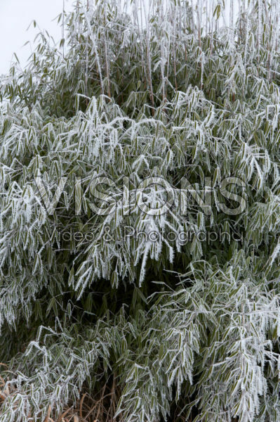 Frosted bamboo