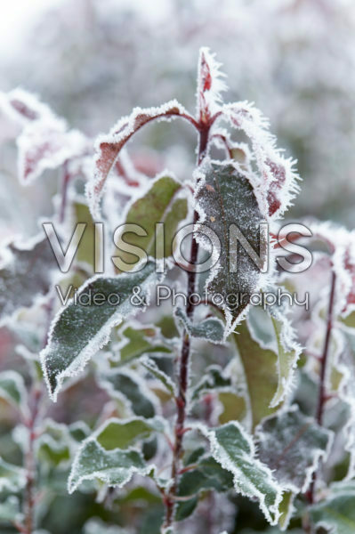 Photinia Magical Volcano | Visions Pictures