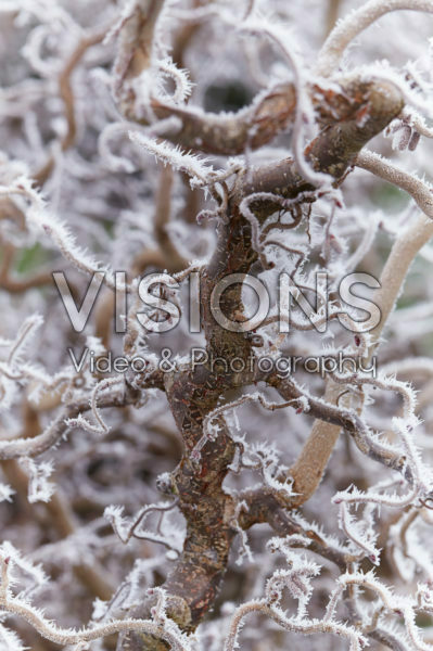 Corylus Red Majestic® Corylus Red Majestic®