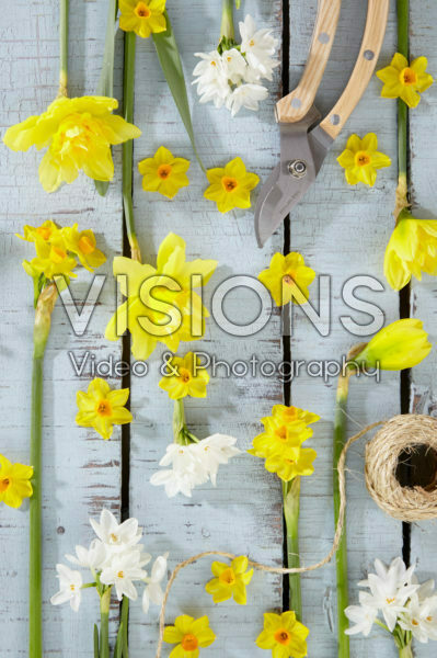 Narcissus collage