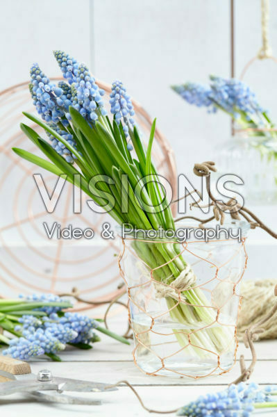 Muscari flowers