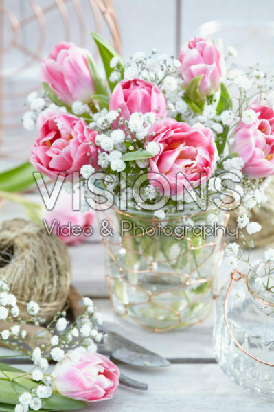 Tulipa Endless Love, Gypsophila Tulipa Endless Love, Gypsophila