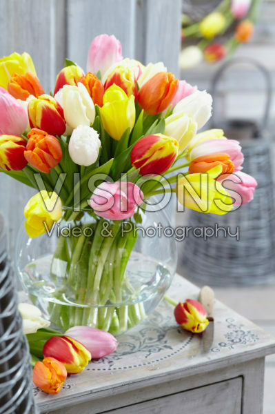 Tulipa mix Tulipa mix