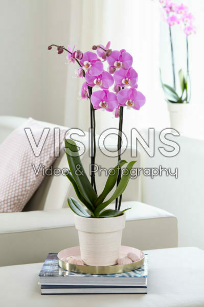 Phalaenopsis Luxor Phalaenopsis Luxor