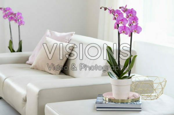 Phalaenopsis Luxor Phalaenopsis Luxor