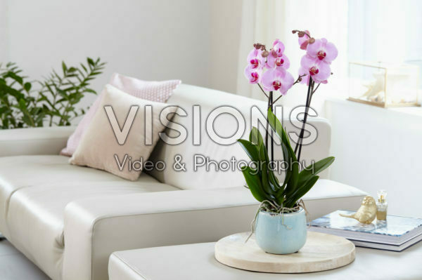 Phalaenopsis Sacramento