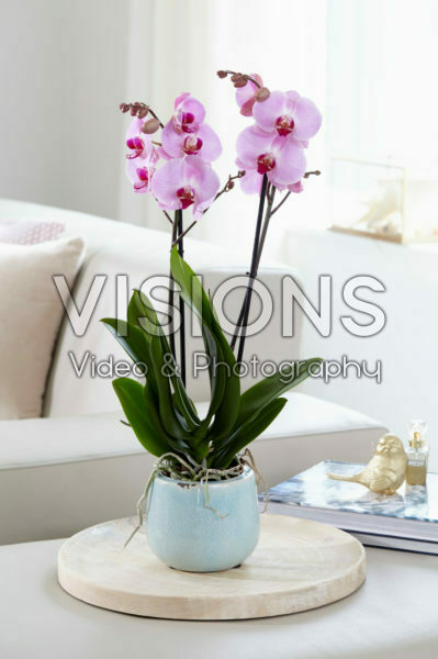 Phalaenopsis Sacramento