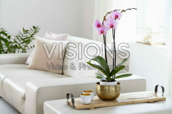 Phalaenopsis Washington Phalaenopsis Washington