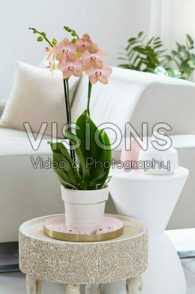 Phalaenopsis Ravello