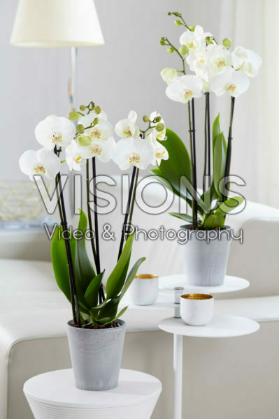 Phalaenopsis White World