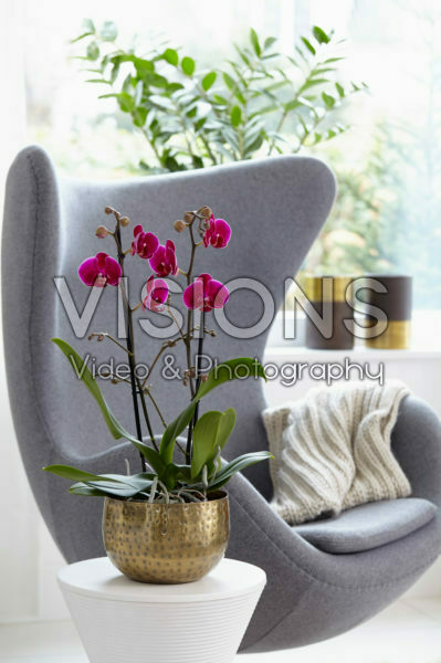 Phalaenopsis Rio Grande