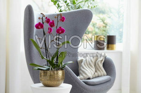 Phalaenopsis Rio Grande