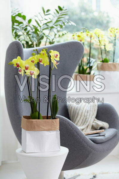 Phalaenopsis Limelight Phalaenopsis Limelight