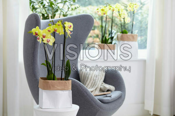 Phalaenopsis Limelight Phalaenopsis Limelight