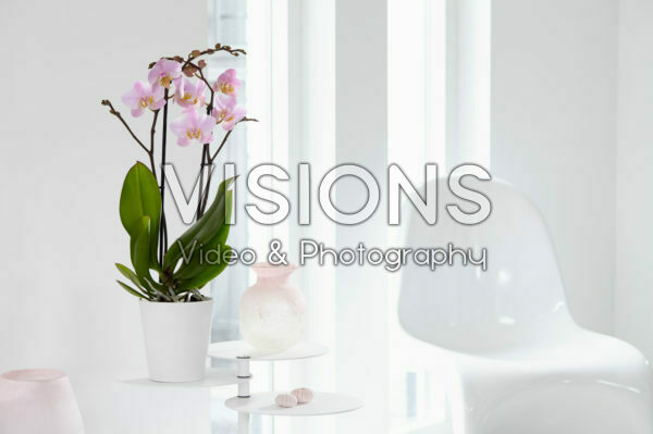 Phalaenopsis Salinas Phalaenopsis Salinas