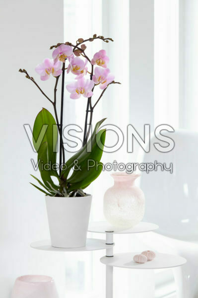 Phalaenopsis Salinas