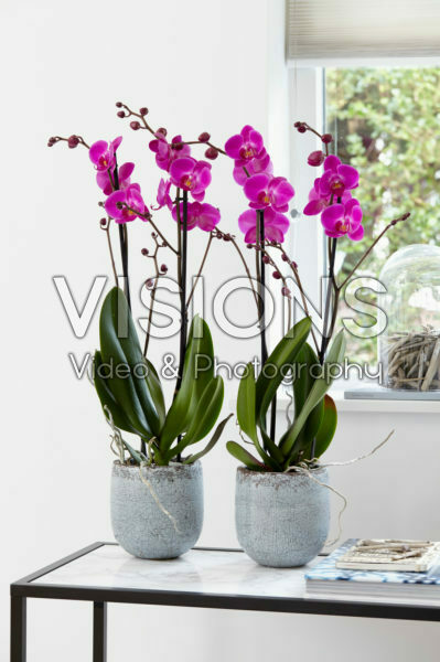 Phalaenopsis Atlantis Phalaenopsis Atlantis