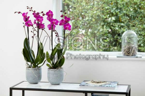 Phalaenopsis Atlantis Phalaenopsis Atlantis