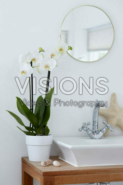 Phalaenopsis White World