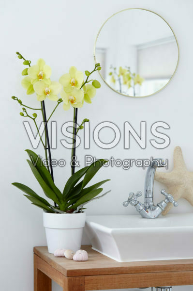 Phalaenopsis Alassio