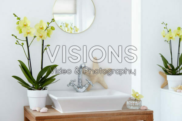 Phalaenopsis Alassio