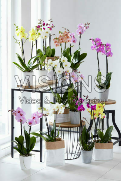 Phalaenopsis collectie