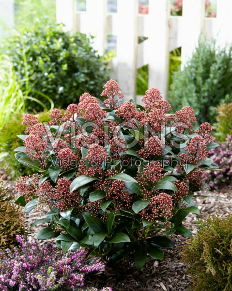 Skimmia japonica Delight ® Skimmia japonica Delight ®
