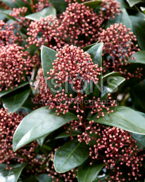 Skimmia japonica Delight ® Skimmia japonica Delight ®