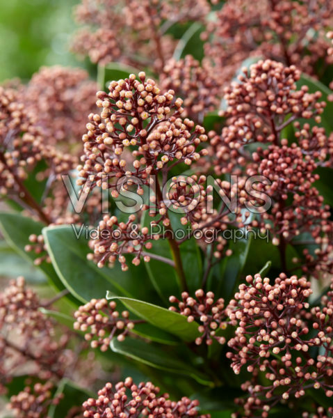 Skimmia japonica Extase ® Skimmia japonica Extase ®
