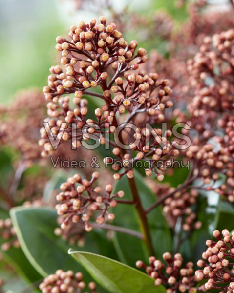Skimmia japonica Extase ® Skimmia japonica Extase ®