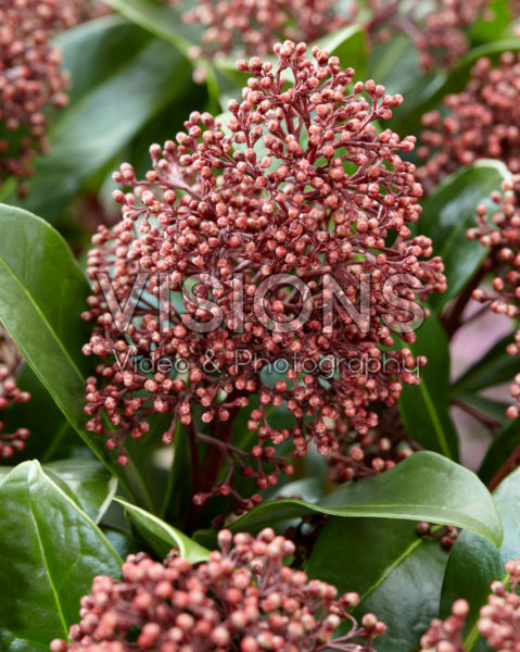 Skimmia japonica Seduction ® Skimmia japonica Seduction ®