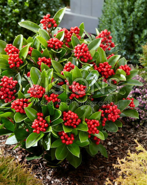 Skimmia japonica Obsession ® Skimmia japonica Obsession ®