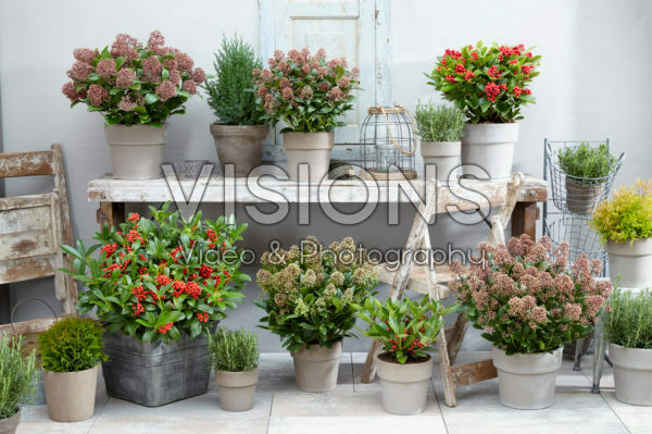 Skimmia japonica Gold Series ® collection