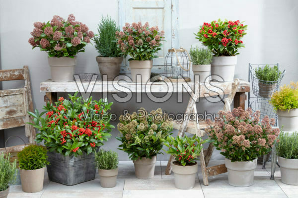 Skimmia japonica Gold Series ® collection Skimmia japonica Gold Series ® collection