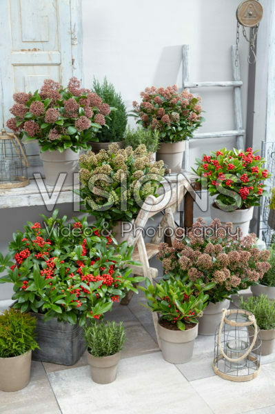 Skimmia japonica Gold Series ® collection Skimmia japonica Gold Series ® collection