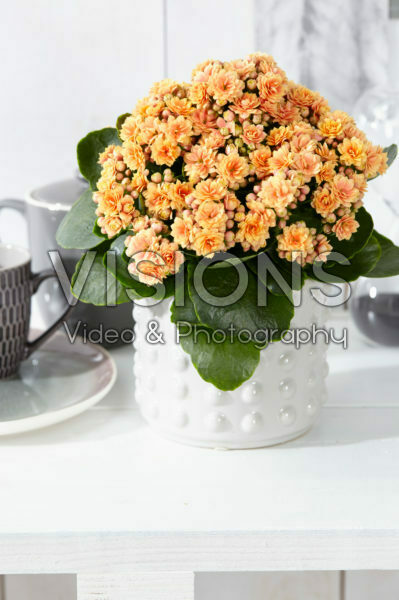 Kalanchoe Serenity Peach Kalanchoe Serenity Peach