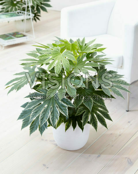 Fatsia japonica Spider's Web Fatsia japonica Spider's Web