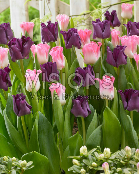 Tulipa Negrita Picture, Crown of Dynasty Tulipa Negrita Picture, Crown of Dynasty