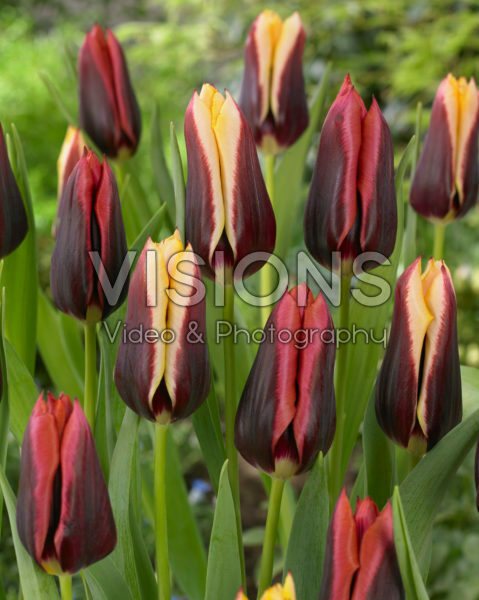 Tulipa Gavota, Slawa Tulipa Gavota, Slawa