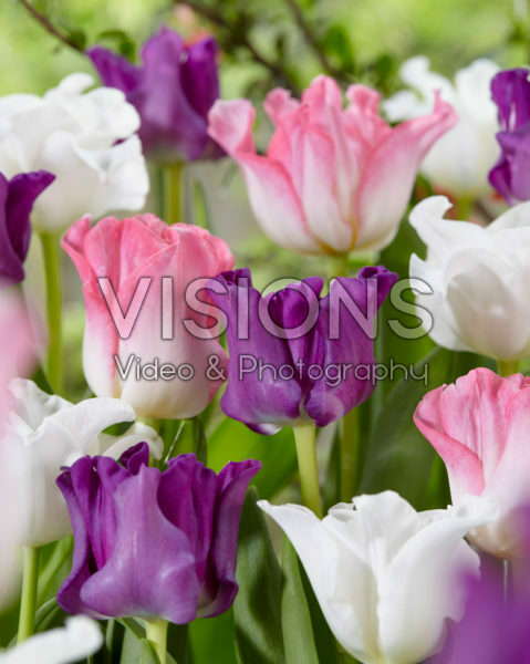 Tulipa Crown of Dynasty, Negrita Picture, White Liberstar Tulipa Crown of Dynasty, Negrita Picture, White Liberstar